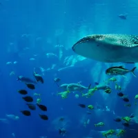 whale-shark-281498_1920 (1)